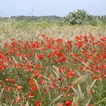 Il Melograno Riola Sardo
