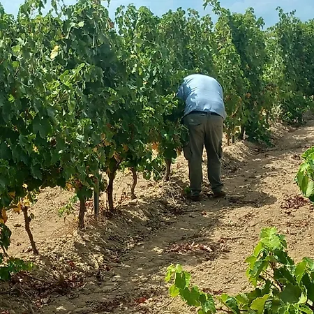 Farmház Il Melograno Riola Sardo