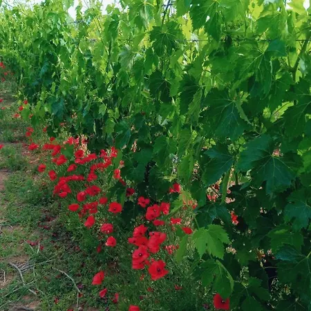 Agriturismo Il Melograno * Риола-Сардо
