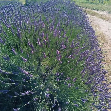 Il Melograno Séjour à la ferme *