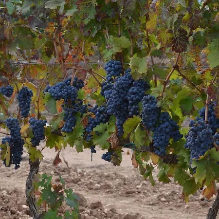 Il Melograno Farmház
