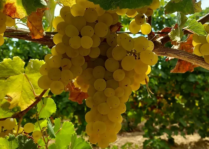 石榴2号农家乐 农家乐 *